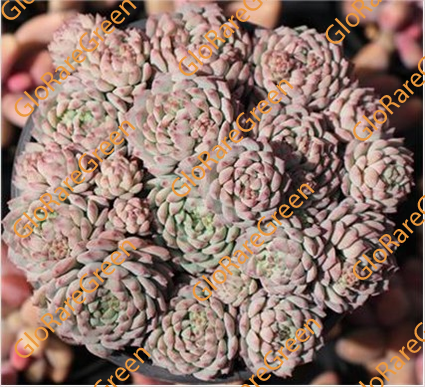 Pink Berry (12 cm Plant Size cluster)