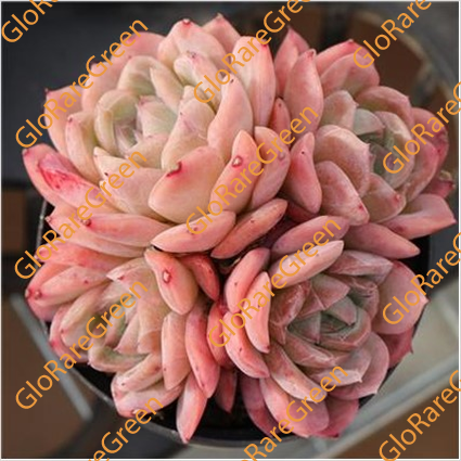 Cosmos (12 cm Plant Size cluster)