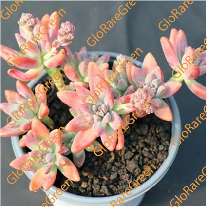 Graptosedum Francesco Baldi (10cm Plant Size cluster)