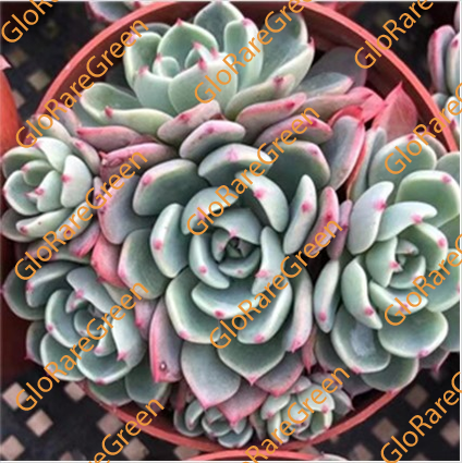 Echeveria 'Nana mini hook' (9cm Plant Size cluster)