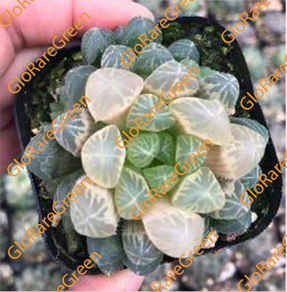 Haworthia 8422 (6.5cm Plant Size 1 head)