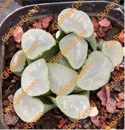 Haworthia 8557 (6.5cm Plant Size 1 head)