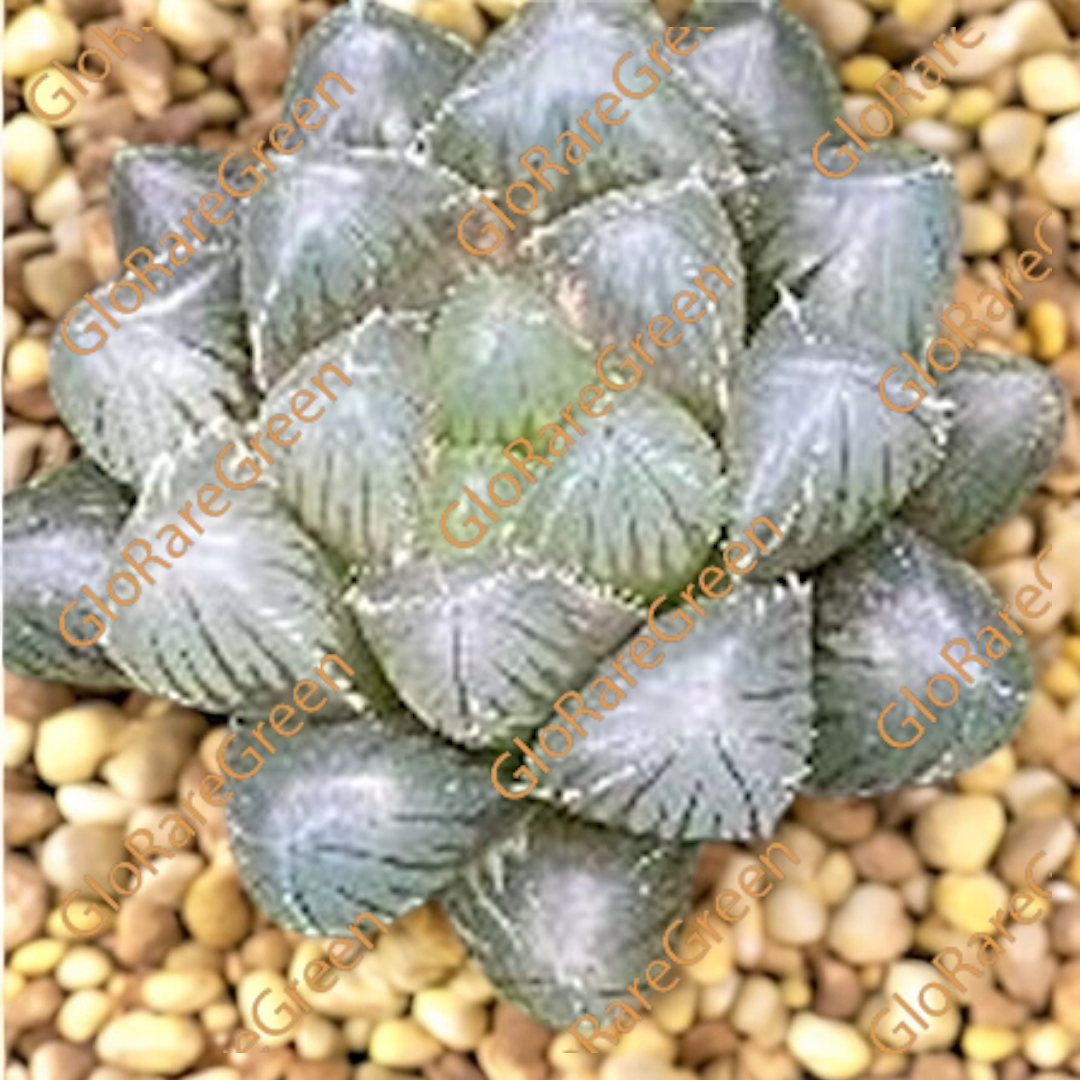 Haworthia 21260 (6.5cm Plant Size)