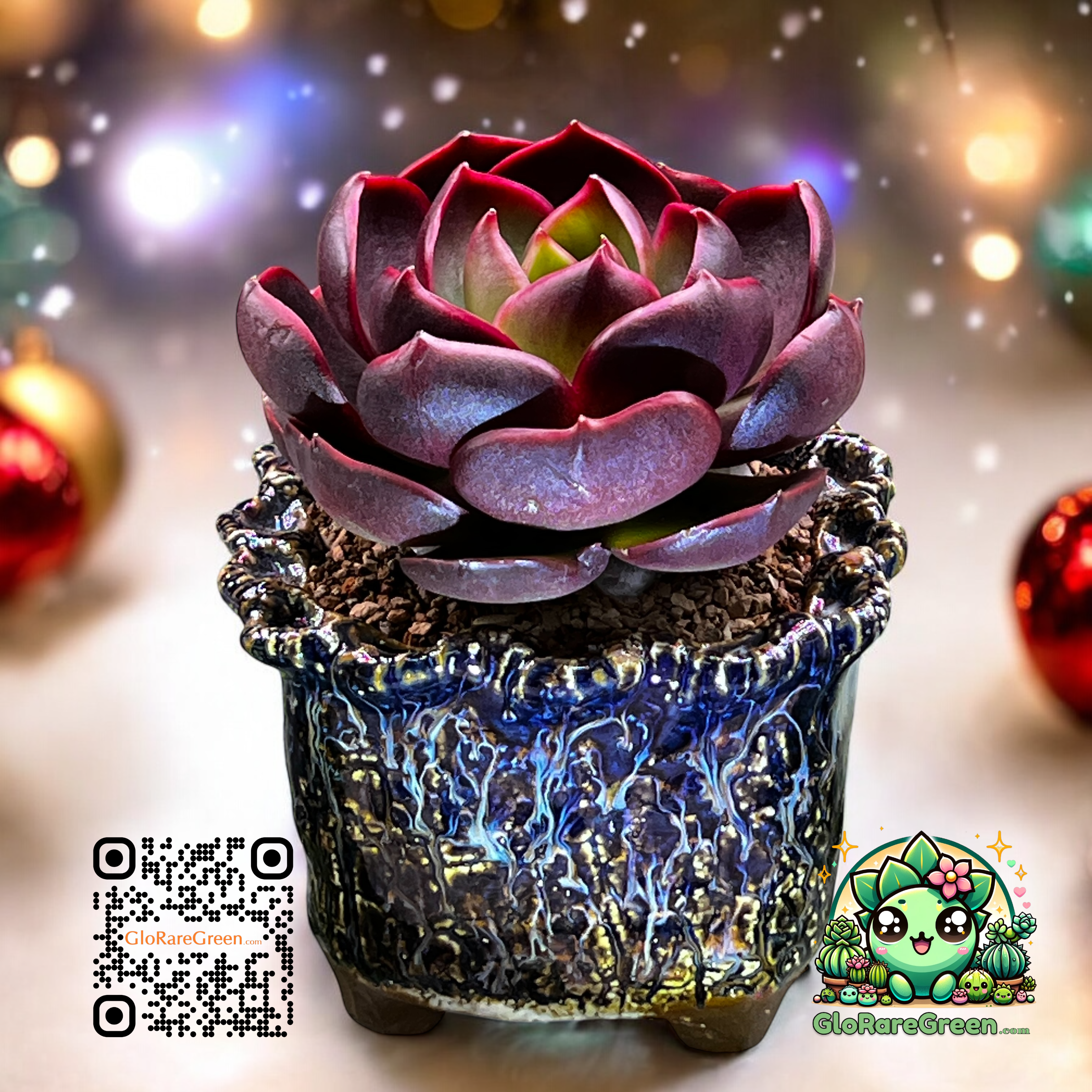 Red Lamp (12cm Plant Size 1 head)