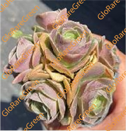 Aeonium Pandora (9cm Plant Size Cluster)