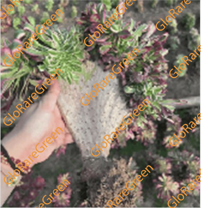 Aeonium Chanel Cristata (30m Plant Size)