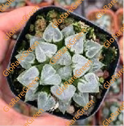 Haworthia Lovely Heart (6.5cm Plant Size)