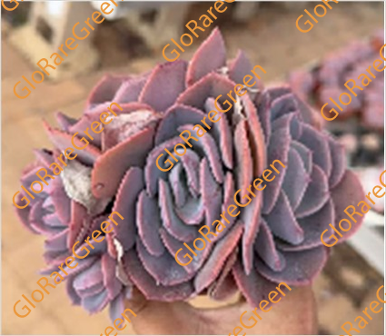 Echeveria Dust Rose (10cm Plant Size cluster)