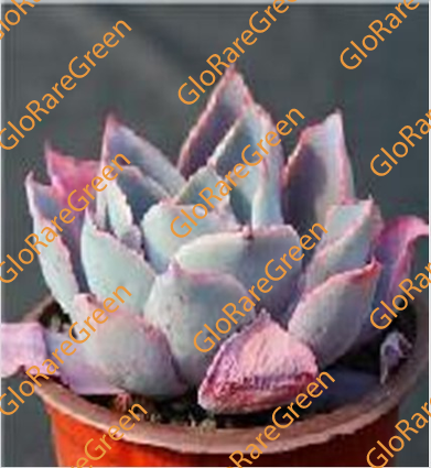 Echeveria afterglow (9cm Plant Size 1 head) - Spring Group Buy