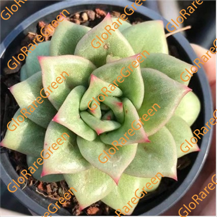 Lincoln Rose (7cm Plant Size 1 head)