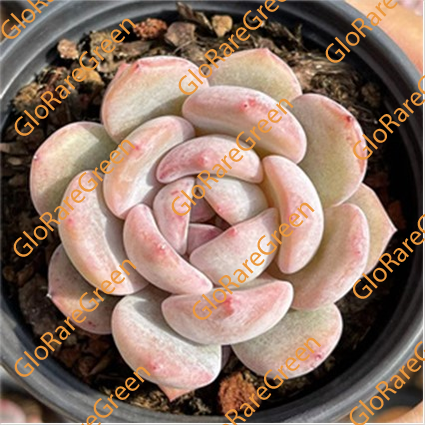 Echeveria Monroe (6cm Plant Size 1 head)