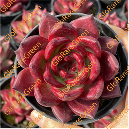 Romeo Rubin (6cm Plant Size 1 head)