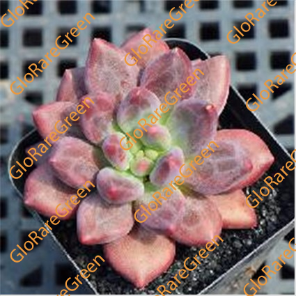 dragonfly succulent Red Dragonfly (6cm Plant Size 1 head)