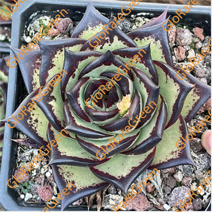 Echeveria agavoides Ebony (10cm Plant Size 1 head)