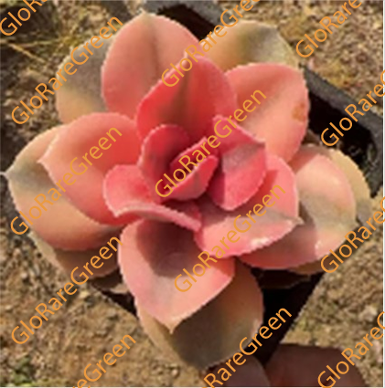 Rainbow var (10cm Plant Size 1 head)