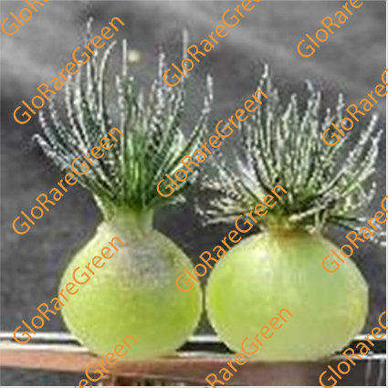 Mini Scallions (1.2-1.5cm Plant Size 1 head)