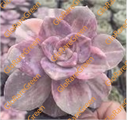 Purple Delight special var (7cm Plant Size 1 head)