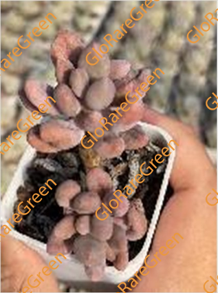 Pachyphytum Beauty Finger (5cm Plant Size )-Spring Group Buy