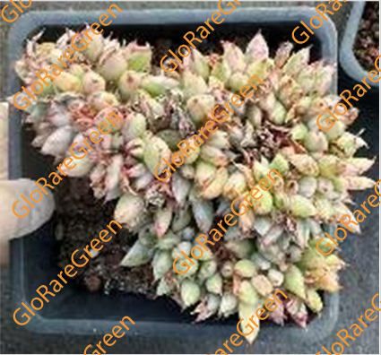 Echeveria
'Ek Soul'
Crest (12cm Plant Size cluster)-Spring Group Buy