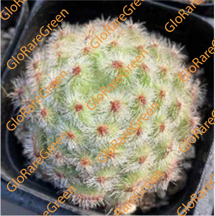 Golden Fruit (6cm Plant Size 1 head)