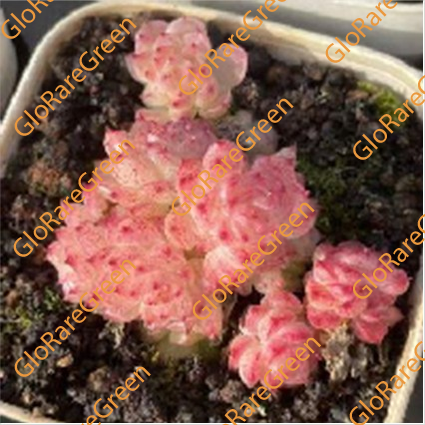 Echeveria Dream (7cm Plant Size clusters)