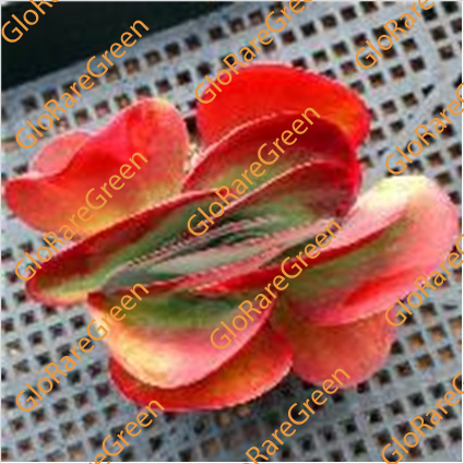 Kalanchoe thyrsiflora variegata white color (10cm Plant Size 1 head)