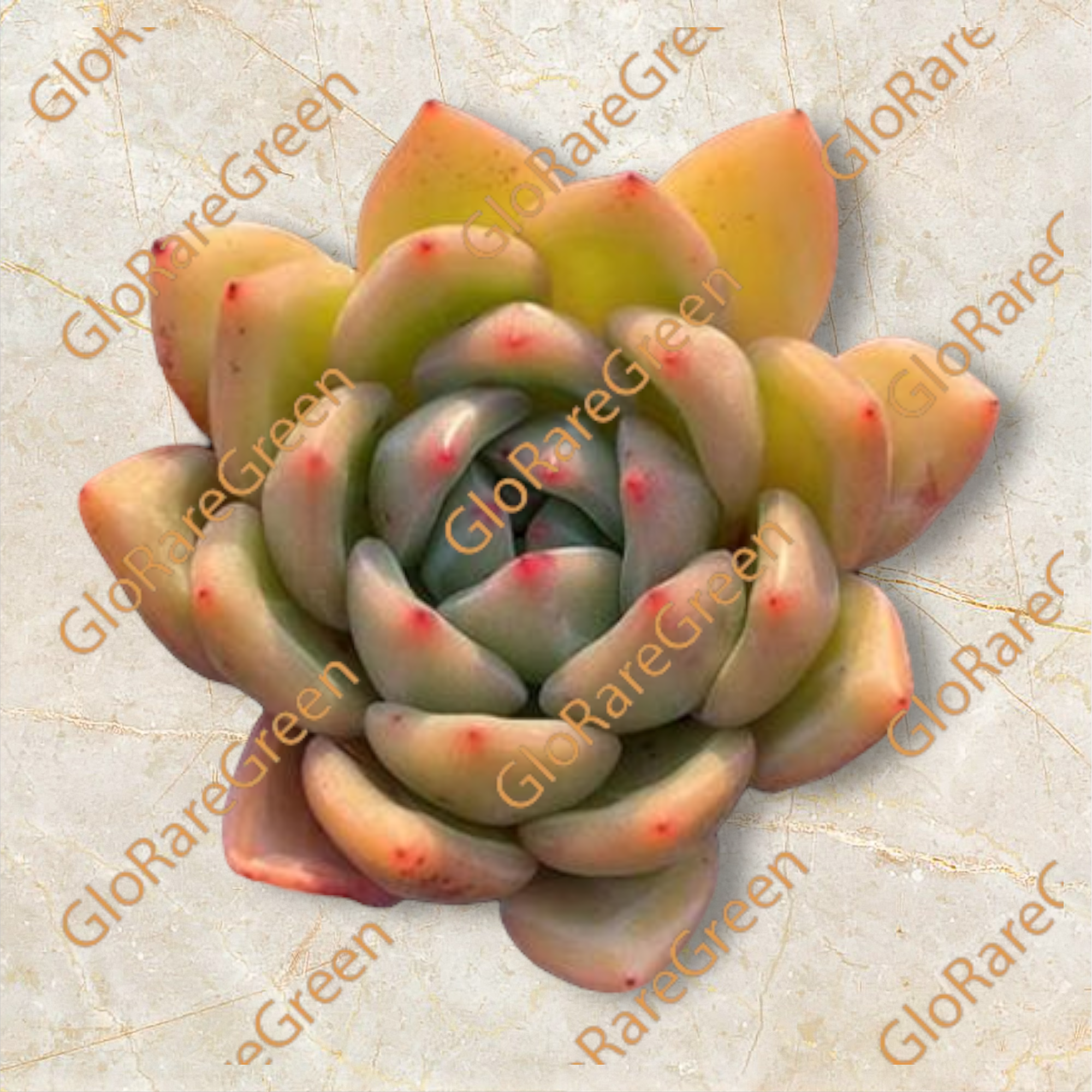 Pink Champagne (7cm Plant Size 1 head)