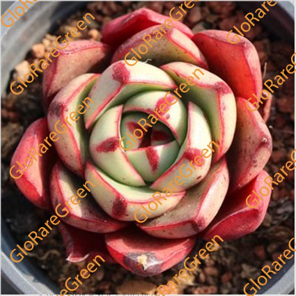 Matador (5cm Plant Size 1 head)