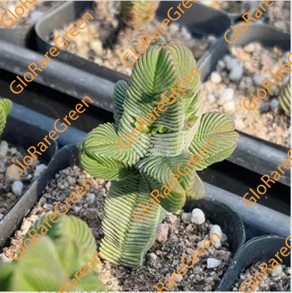 Crassula cv Buddha (3-4cm Plant Size cluster)