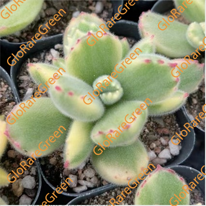 White Paw (6cm Plant Size 1 head)