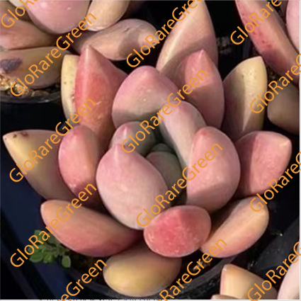 Echeveria Peach Garden (5-6cm Plant Size 1 head)