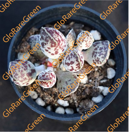 Adromischus Cooperi V. Festivus (5.5cm Plant Size cluster)