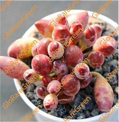 Adromischus Cristatus var Schonlandii (5.5cm Plant Size cluster)