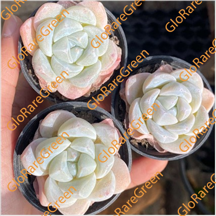 Ice Green (4-6cm Plant Size 1 head)