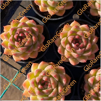 Golden Molgan (4-6cm Plant Size 1 head)