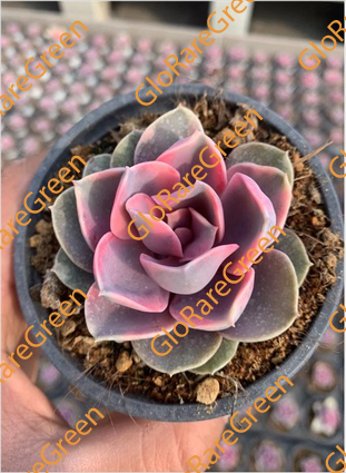 Echeveria Rainbow (7cm Plant Size 1 head)
