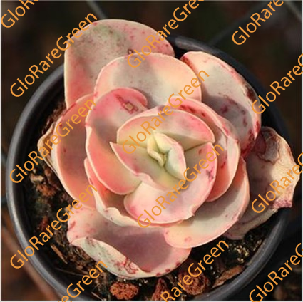 Echeveria Suyon white color var (6cm Plant Size 1 head)