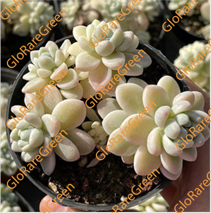 Sedum Clavatum cluster var (6cm Plant Size cluster)