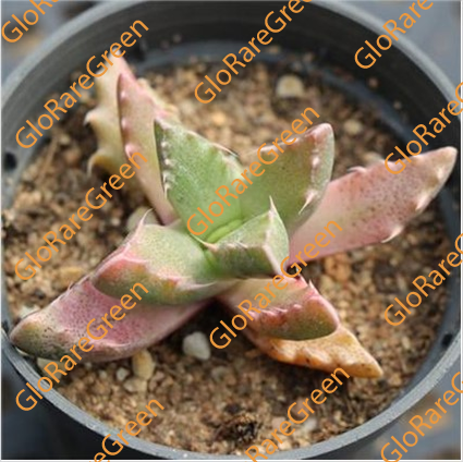 Faucaria var (3cm Plant Size 1 head)