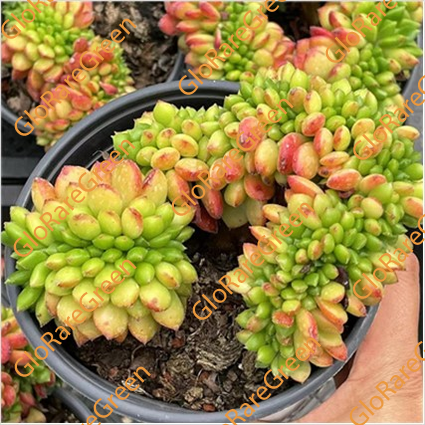 Red Lipstick cristata (8cm Plant Size cristata)