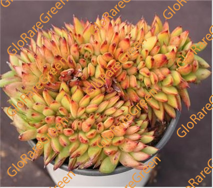 Ike Soul cristata (9cm Plant Size cristata)