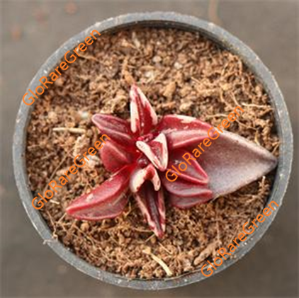 Adromischus Lenophyllum Guttatum var (3-4cm Plant Size 1 head)