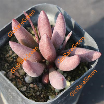 Adromischus Marianae Red Mutation (3-4cm Plant Size 2 heads)