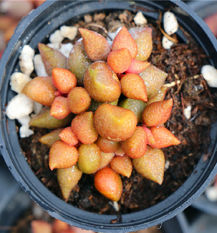 Adromischus marianiae v.alveolatus RSA Wolfberg (5.5cm plant size cluster)