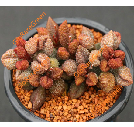 Adromischus sp Avocado (4-5cm Plant Size 1 head)