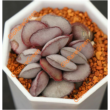Adromischus sp Marianae Hallii Lace (2-3cm Plant Size 1 head)