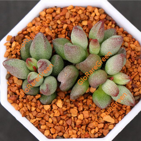 Adromischus marianae Alveolatus (2-3cm Plant Size)