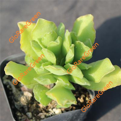Adromischus sp Jaden (4-5cm Plant Size 2 heads)