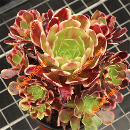 Aeonium O'Carrie (12-15cm Plant Size cluster)