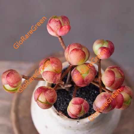 Aeonium Saundersii (12cm Plant Size cluster)